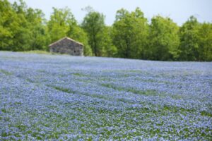 Linen Fabric is a Fully Organic Material